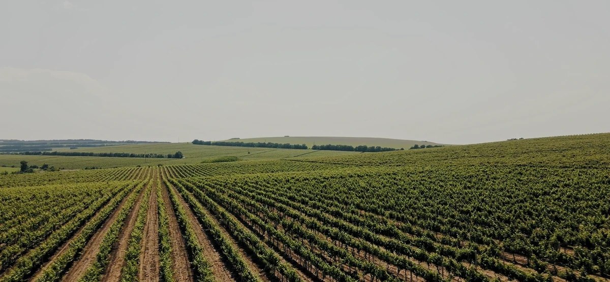 Rows of vines across rolling hills in one of our vineyards